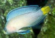 Dampheria Pseudochromis 